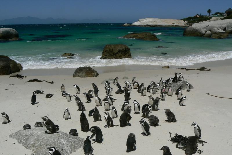 53 PENISOLA DEL CAPO Boulder s Beach